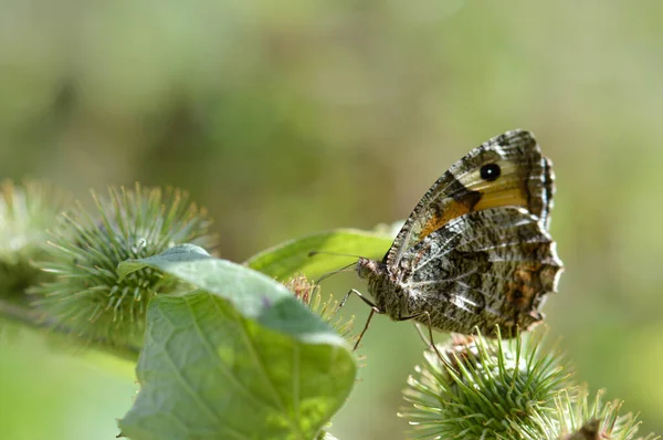 灰色或岩石灰色蝴蝶在野生的 褐色橙色蝴蝶与黑色圆圈标记 宏观收尾 — 图库照片