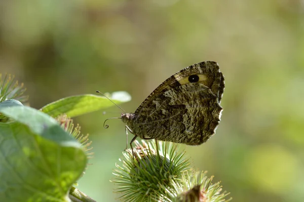 Motyl Szary Lub Kamienny Dzikim Brązowym Pomarańczowym Motylu Czarnym Kółkiem — Zdjęcie stockowe