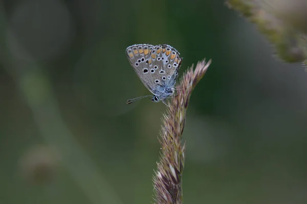 Polyommatus Butterfly Tiny Grey Blue Orange Butterfly Wild Close Common — Stock Photo, Image