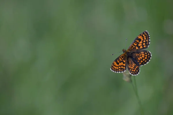 Heath Fritillary Melitaea Athalia Nymphalidae Familyasından Bir Kelebek Türü — Stok fotoğraf