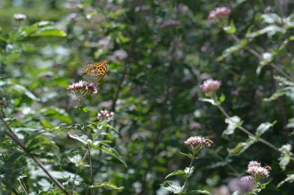 Papillon Fritillaire Lavé Argent Dans Nature Macro Gros Plan Papillon — Photo