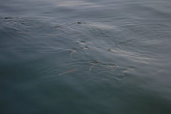 Ikan Air Tenang Ikan Berenang Ikan Laut Mencari Makanan — Stok Foto