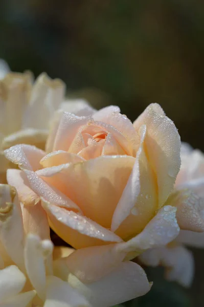 Peach Rose Close Rain Water Drops Rain Drops Close Rose — Stock Photo, Image