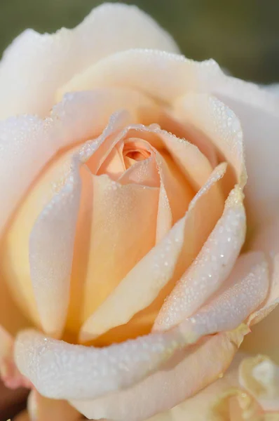 Персиковый Роза Вблизи После Дождя Капли Воды Капли Дождя Крупный — стоковое фото