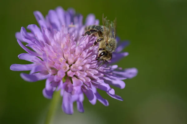 Bee Close Field Scabious Wildflower Macro Photo Abeille Pollinisant Une — Photo