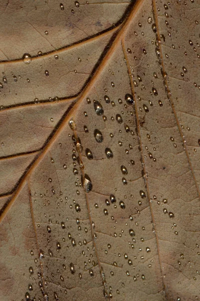 葉のマクロを閉じると雨が降り 葉の茶色に水が落ちる — ストック写真