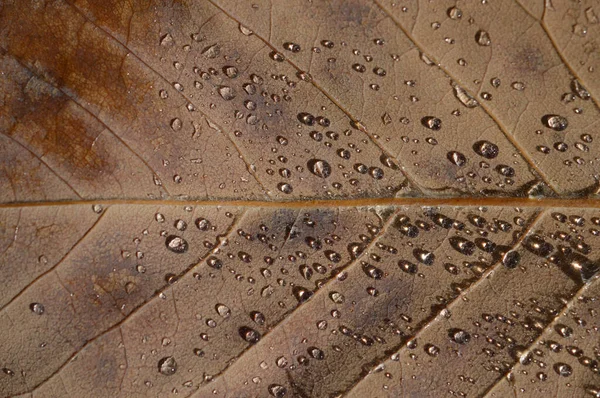 葉のマクロを閉じると雨が降り 葉の茶色に水が落ちる — ストック写真