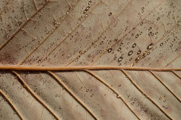 葉のマクロを閉じると雨が降り 葉の茶色に水が落ちる — ストック写真