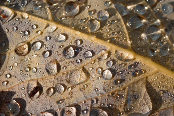 Regentropfen Auf Einem Blatt Makro Aus Nächster Nähe Wassertropfen Aus — Stockfoto