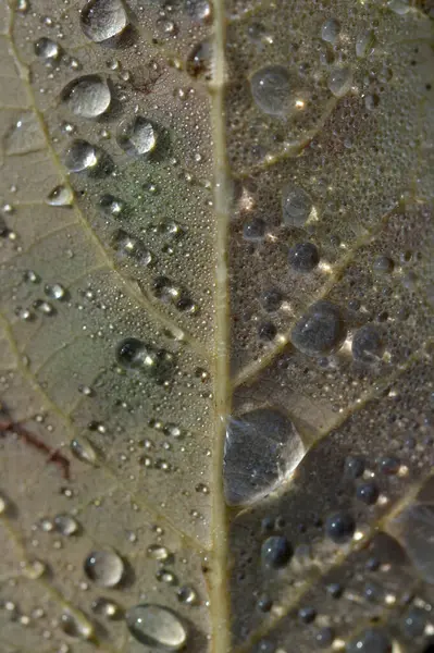 葉のマクロを閉じると雨が降り 水は緑の葉の上に閉じられます — ストック写真