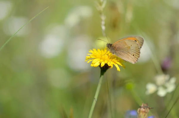 小的草场 Coenonympha Pamphilus 灰色和橙色蝴蝶 有小的黑斑 蝴蝶在自然界中一朵黄色的蒲公英野花上 — 图库照片