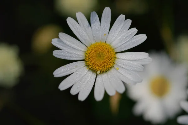 Eye Daisy Marguerite Gul Och Vit Vild Blomma Naturen Närbild — Stockfoto