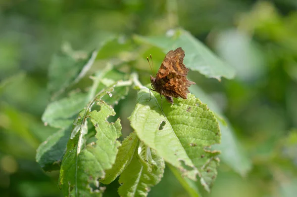 Przecinek Motyl Dziczy Gałęzi Drzewa Zielone Liście Brązowy Motyl Zielonym — Zdjęcie stockowe