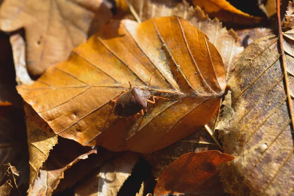 Shield bug on a orange leaf, autumn nature, beetle close up. Small brown bug in nature.