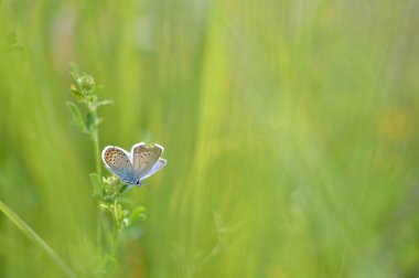 Plebejus argus, Gümüş saplı mavi kelebek, küçük mavi ve gri kelebek doğada, yeşil arka planda.