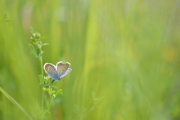 Plebjus Argus 緑の背景に 自然の中で青い蝶 小さな青と灰色の蝶をちりばめた — ストック写真