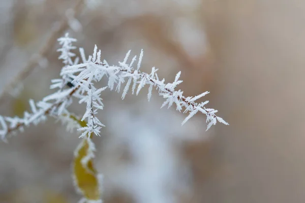 Ramo Árvore Congelado Com Flocos Gelo Natureza Inverno Tempo Frio — Fotografia de Stock
