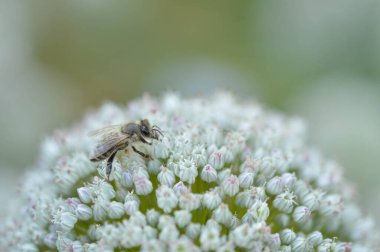 Beyaz soğan çiçeğinin üzerindeki arı yakından, makro fotoğraf, büyük beyaz çiçek, vahşi doğada döllenen arı..