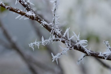 Donmuş ağaç dalı yakın, kış doğası, soğuk ağaç, soğuk hava.