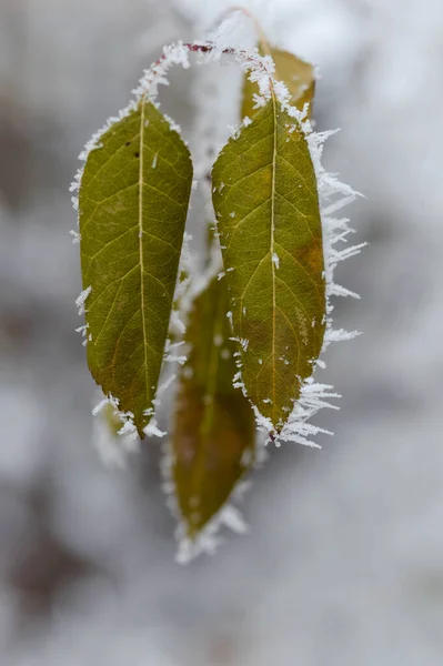 Folhas Congeladas Perto Natureza Inverno Folhas Geladas Tempo Frio — Fotografia de Stock