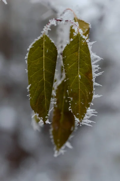 Folhas Congeladas Perto Natureza Inverno Folhas Geladas Tempo Frio — Fotografia de Stock