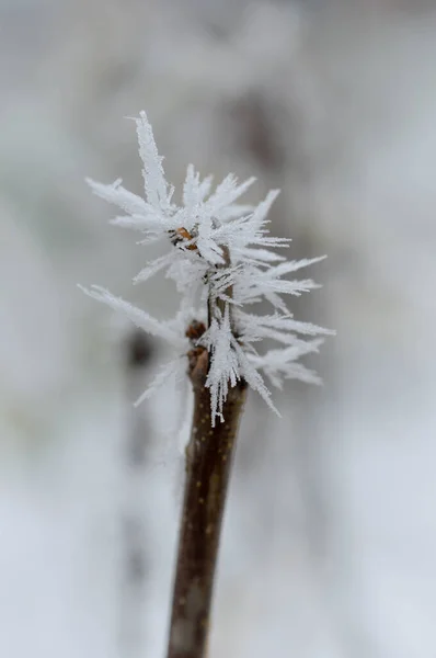 Ramo Árvore Congelada Perto Natureza Inverno Árvore Gelada Tempo Frio — Fotografia de Stock