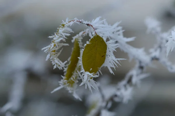 얼어붙은 겨울에는 자연스럽게 얼어붙은 나뭇잎과 날씨를 낳습니다 — 스톡 사진