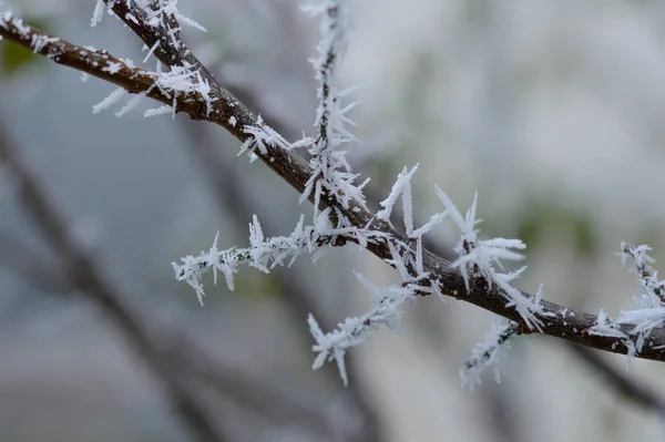 Donmuş ağaç dalı yakın, kış doğası, soğuk ağaç, soğuk hava.