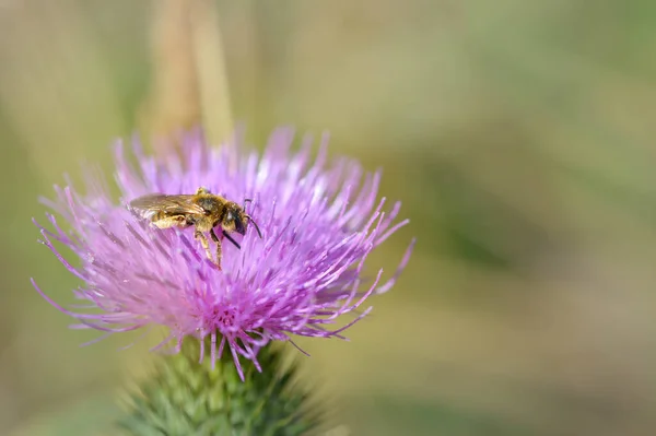 Abeille Sur Une Fleur Chardon Abeille Sur Une Fleur Sauvage — Photo