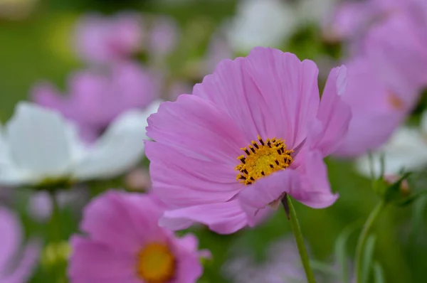 Rosa Och Vit Trädgård Kosmos Blomma Mexikanska Aster Det Vilda — Stockfoto