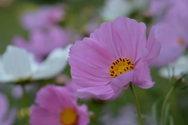 Rosa Och Vit Trädgård Kosmos Blomma Mexikanska Aster Det Vilda — Stockfoto