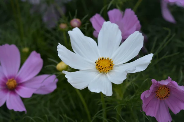 Rosa Branco Jardim Cosmos Flor Mexicana Aster Selvagem Fundo Verde — Fotografia de Stock