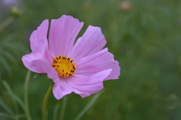 Rosa Trädgård Kosmos Blomma Mexikanska Aster Det Vilda Grön Bakgrund — Stockfoto