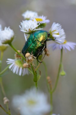 Beyaz ve sarı kır çiçeğinin üzerindeki gül aşındırıcı böcek, açık havada büyük metalik yeşil böcek, makro.