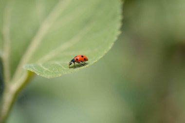 Yeşil yapraklı uğur böceği, siyah noktalı kırmızı böcek. Küçük böcek, kırmızı benekli, doğada, yeşil arka planda..