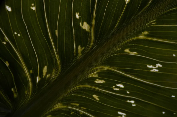 Calla Lilienblätter Nahaufnahme Makro Grünes Blatt Mit Weißen Flecken — Stockfoto