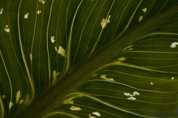 カラユリの葉はマクロを閉じ 緑色の葉に白い斑があります — ストック写真