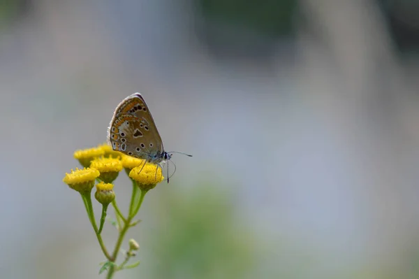 褐色的蝴蝶在丹色的花或苦涩的纽扣中筑成蝴蝶 褐色的蝴蝶 有橙色和黑色斑点 蓝色的身体在黄色的植物上 绿色背景 — 图库照片