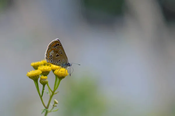 Marrón Argus Mariposa Una Flor Tansy Amargo Botones Planta Mariposa — Foto de Stock