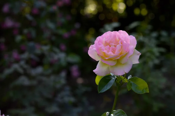 Rosa Pastel Rosa Amarilla Jardín Hermosos Pétalos Pastel Hojas Verdes —  Fotos de Stock