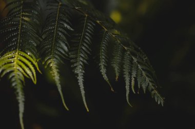 Soyut yeşil eğreltiotu yaprağı dokusu, doğa arka planı, tropikal yaprak, koyu karamsar yakın çekim