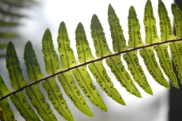 Feuilles Fougère Gros Plan Macro Feuilles Vertes Gros Plan Détails — Photo