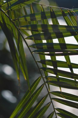 Tropikal yapraklar soyut formda, güneş ışığında yeşil yapraklar, geometrik form