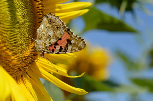 Red admiral butterfly on a sunflower close up, colorful butterfly