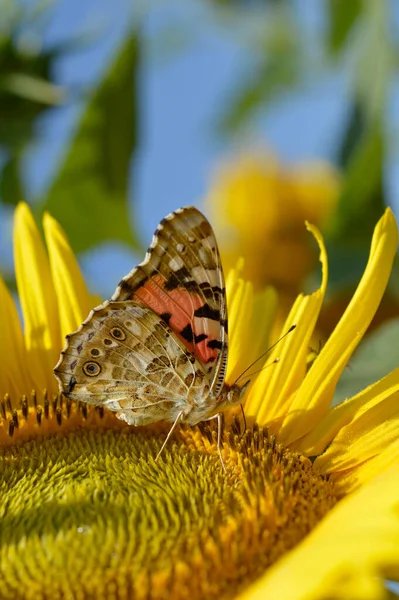 Red admiral butterfly on a sunflower close up, colorful butterfly