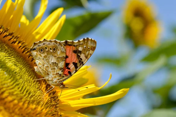 Red admiral butterfly on a sunflower close up, colorful butterfly