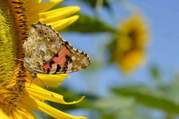 Red admiral butterfly on a sunflower close up, colorful butterfly