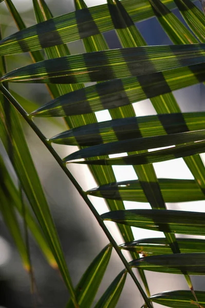 Тропічні Листя Абстрактна Форма Зелене Листя Сонці Геометрична Форма — стокове фото