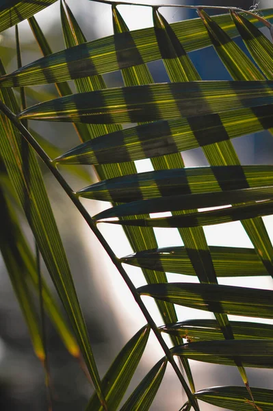 Tropické Listy Abstraktní Tvar Zelené Listy Slunci Geometrický Tvar — Stock fotografie