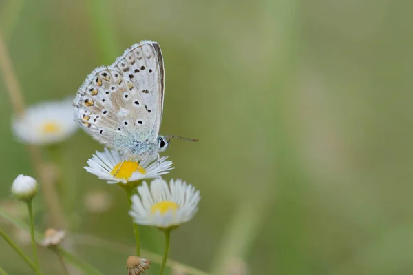 Brown Kłóci Się Motylem Białej Roślince Szary Motyl Pomarańczowymi Czarnymi — Zdjęcie stockowe